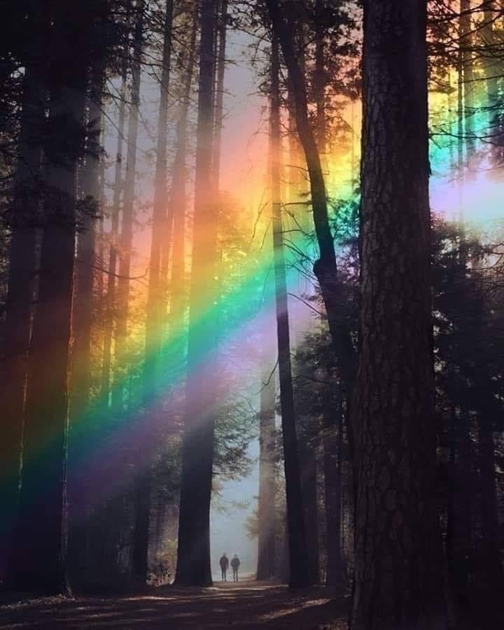 Spider Web Protection