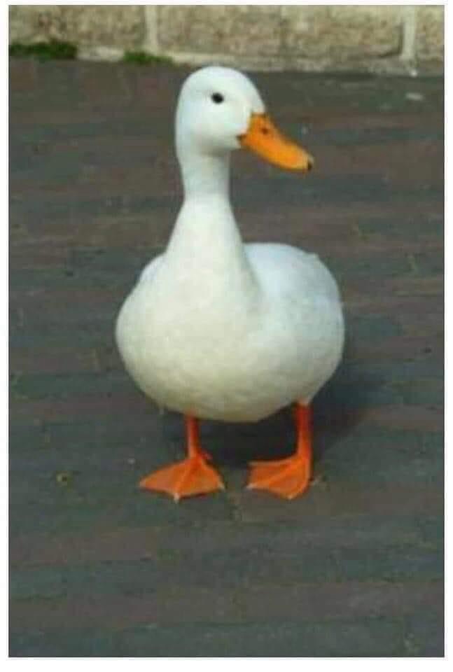 The Duck and The&nbsp;Devil